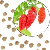 Sementes S98 Sementes Pimenta Bhut Jalokia Aimoré O Fogo Que Você Pode Cultivar Clima