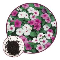 Sementes Vinca Ana Sort 100mg Sementes Vinca Ana Sort 100mg
