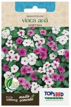 Sementes Vinca Anã Sortida TOPSEED Sementes Vinca Anã Sortida TOPSEED