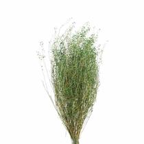 Sementinha Verde Desidratada p/ Decoração Sementinha Verde Desidratada p/ Decoração
