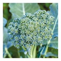 Semetes de Couve Brócolis Piracicaba Precoce Orgânico 2gr