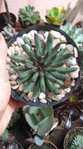 Sempervivum oddity