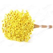 Sempre Viva Amarelo Desidratado Sempre Viva Amarelo Desidratado