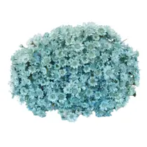 Sempre Viva Azul p/ Decoração