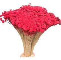 Sempre Viva Bolinha Botão Veludo Decoração Arranjo .