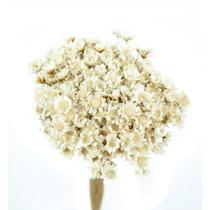 Sempre Viva Branca p/ Decoração