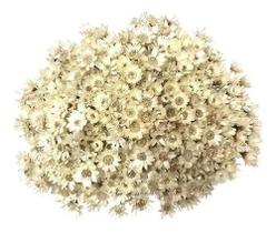 Sempre Viva Florzinha Branca I Flores Desidratadas Sempre Viva Florzinha Branca I Flores Desidratadas