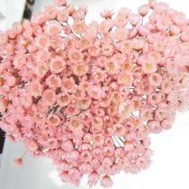 Sempre Viva Florzinha Cor De Rosa I Flores Desidratadas Sempre Viva Florzinha Cor De Rosa I Flores Desidratadas