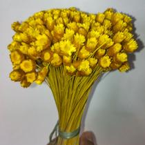 Sempre Viva jazida , kit com 600 flores secas / desidratadas