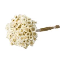 Sempre Vivas Branca Lembrança, Decoração 600 Flores