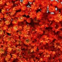 Sempre vivas COLORIDAS EXTRA, kit com 2.000 flores secas para casamento