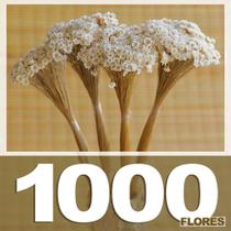 Sempre vivas COLORIDAS EXTRA, kit com 3.000 flores secas desidratadas para casamento
