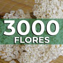 Sempre vivas COLORIDAS EXTRA, kit com 3.000 flores secas para casamento