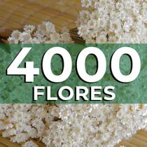 Sempre vivas COLORIDAS EXTRA, kit com 4.000 flores secas para casamento