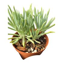 Senecio Cristata (rabo de sereia) Senecio Cristata (rabo de sereia)