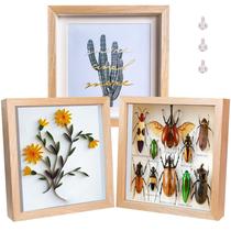 Shadow Box Frame Dohomi 8x8 de madeira natural com vidro, pacote com 3