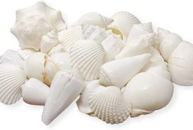 Shell Set Tumbler Home Mix of White Seashells de 1 kg até 7,6 cm
