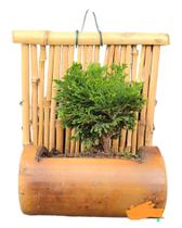 Shimpanku no bambu decoração presente paisagismo luxo - Grenn