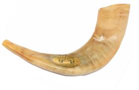 Shofar Chifre De Carneiro De Tocar - 35 A 39 Cm - De Israel