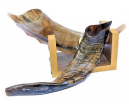 Shofar De Chifre De Cabra Italiana + Suporte