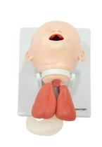 Simulador para Treinamento de intubação Bebê