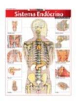 Sisitema endocrino avancado - resumao - BARROS FISCHER Sisitema endocrino avancado - resumao - BARROS FISCHER