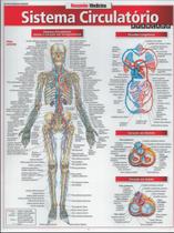 Sistema circulatorio avancado - resumao - BARROS FISCHER