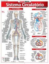 Sistema Circulatório Avançado Sistema Circulatório Avançado