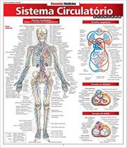 Sistema circulatorio avancado