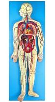 Sistema Circulatório em Prancha, Anatomia