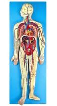 Sistema Circulatório Em Prancha, Anatomia - Anatomic