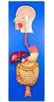 Sistema Digestório em Prancha 3 Partes, Anatomia