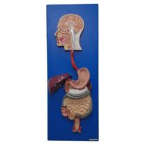 Sistema Digestório em Prancha 3 Partes, Anatomia