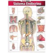 Sistema Endócrino - Barros Fischer & Associados
