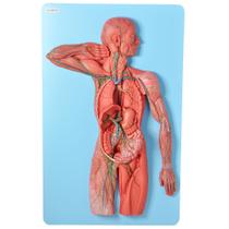 Sistema Linfático em Prancha, Anatomia