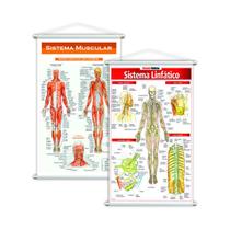 Sistema Linfático + Sistema Muscular Kit 2 Banners 80X50Cm