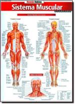 Sistema Muscular Avançado - BARROS FISCHER & ASSOCIADOS