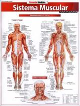 Sistema muscular - avancado