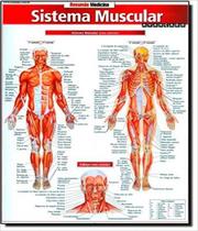 Sistema muscular avancado