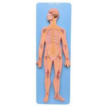 Sistema Nervoso Central e Periférico em Prancha