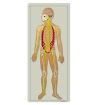 Sistema Nervoso Montado em Prancha, Anatomia