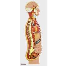 Sistema Nervoso Simpático em Prancha, Anatomia