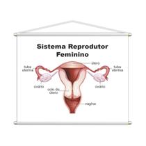Sistema Reprodutor Feminino Banner Escolar 100X80Cm Sistema Reprodutor Feminino Banner Escolar 100X80Cm