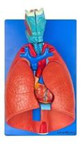 Sistema Respiratório E Cardiovascular 7 Partes - Anatomic