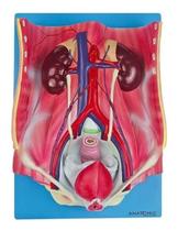 Sistema Urinário Clássico Em 4 Partes, Anatomia