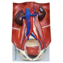 Sistema Urinário Clássico em 6 Partes, Anatomia - SDORF
