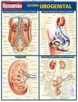 Sistema Urogenital Sistema Urogenital