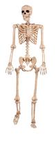 Skeleton Crazy Bonez Pose-N-Stay Life Size de 5 pés para o Halloween