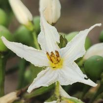 Solanum paniculatum (Jurubeba) - Sementes