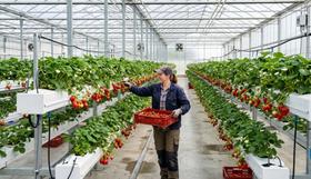 Solução Hidroponia Hortaliças Flor Morango Tomate Fase 1B Solução Hidroponia Hortaliças Flor Morango Tomate Fase 1B